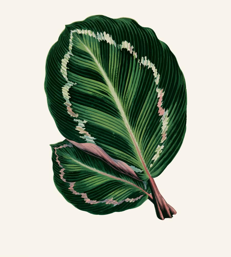 Winnipeg Agriculture Branding